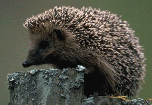 European hedgehog